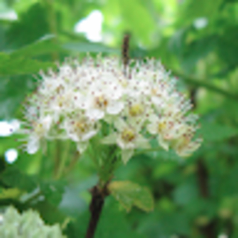 Meet your Posher, Raine